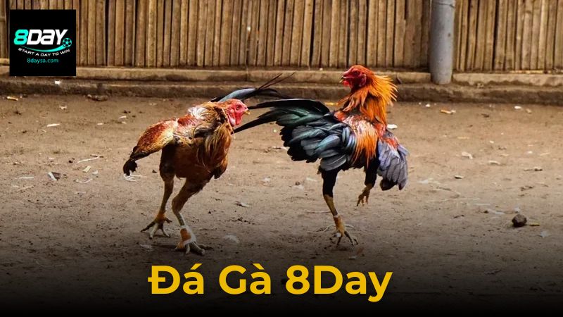 Đá Gà 8Day – Sân Chơi Cá Cược Gà Trực Tuyến Hàng Đầu 2025