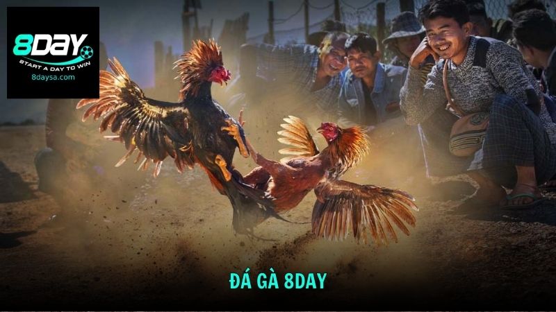 Giới thiệu chuyên mục Đá Gà 8DAY