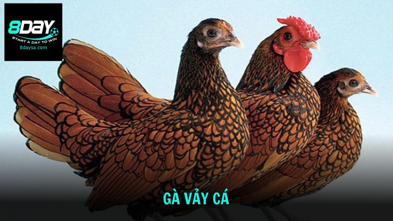 Gà vảy cá - Giống gà độc đáo mang vẻ đẹp thanh lịch